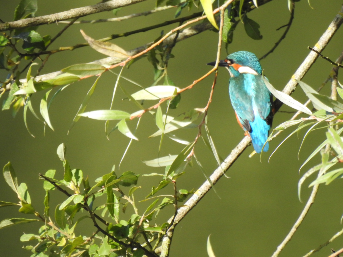 Les Oiseaux nous parlent 