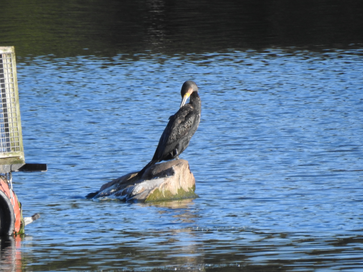 Le Cormoran