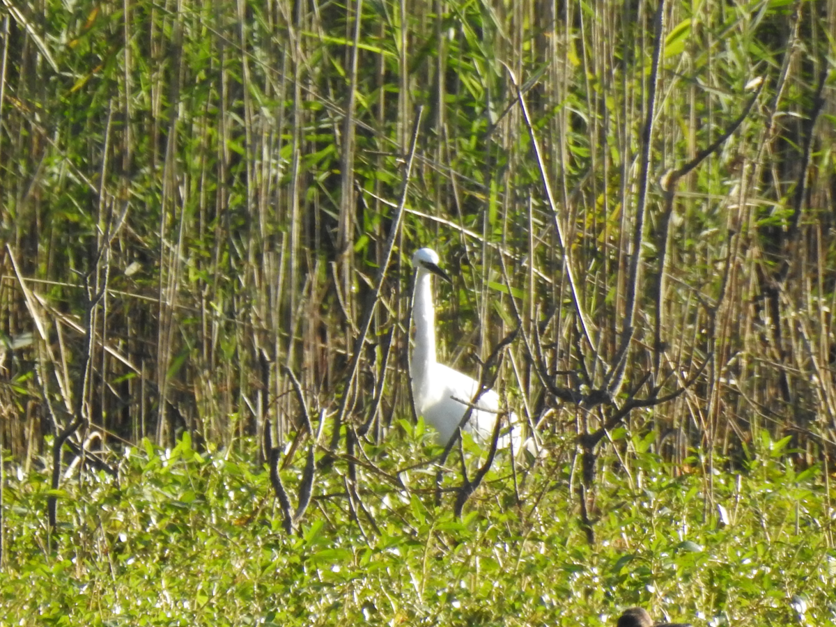 L' Aigrette